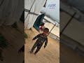 sharing milk to our gaza people🇵🇸🤍|#gaza #palestine #freepalestine #shorts #nobatidao #freegaza