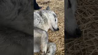 Petting Wolves 2