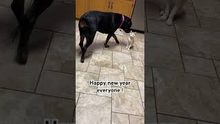 Waiting for 2024 !! Happy new year everyone #cat #dog #rottweiler cat and dog | cat and Rottweiler