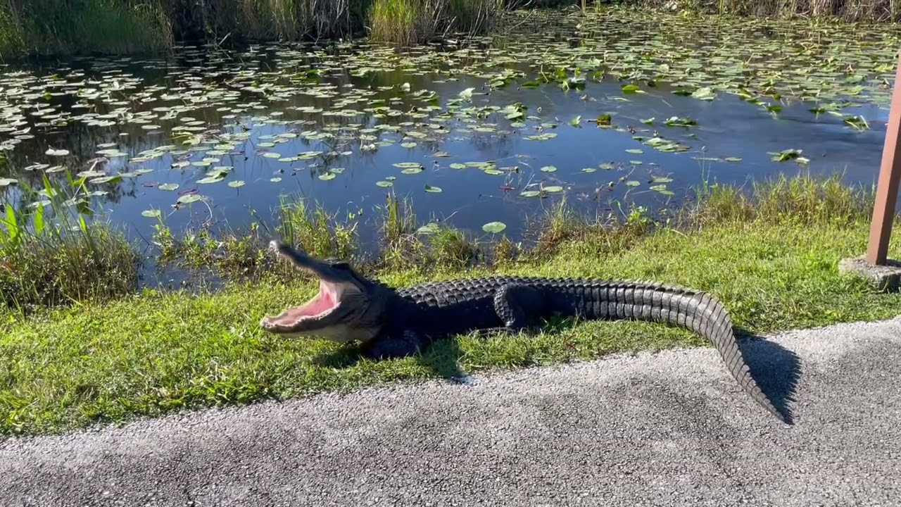 Alligator yawning at Shark Valley Station, Everglades National Park - full video鱷魚打哈欠