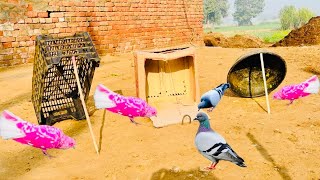 3 Ideas For Pigeon Trap | Birds Trap | How To Make Pigeon Trap | @MsBirdTraps |
