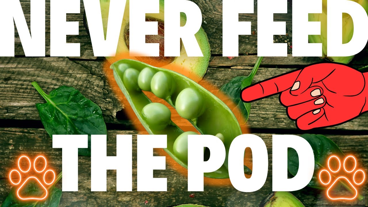 can my dog eat black eye peas pet pethealth YouTube