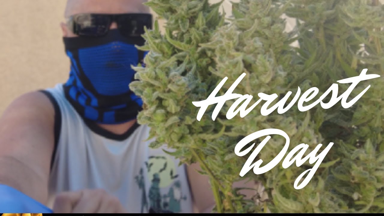 Harvest Day for White Widow And Blueberry Cannabis Plants: Wet Weight Vs Dry Weight