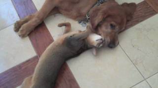 True Love Between Cat and Dog: The Abyssinian and the Golden Retriever