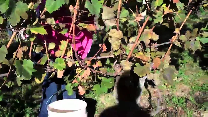 Oerther Vineyard Harvest 2010 Vintage