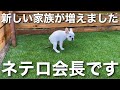 犬舎に新しい仲間が増えたので紹介してみる【フレンチブルドッグの子犬】