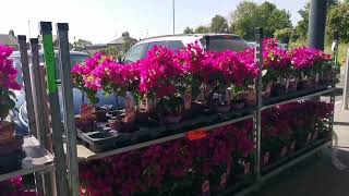 Lovely Flowers at Lidl 😊💐🌸