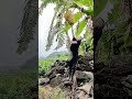 farmers harvest ripe bananas #shorts