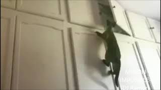 Download Lagu MISION IMPOSIBLE-¡Los gatos son increíbles! Dj.Ramón MP3