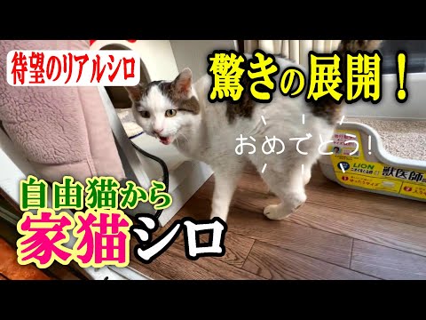 From a free-roaming cat to a completely indoor cat] Shiro's new