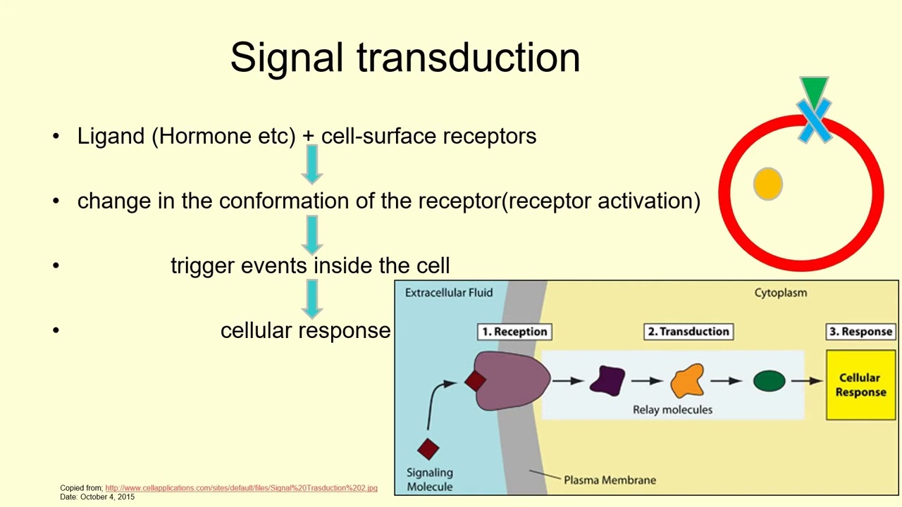 Cell Membrane & Its Proteins, Signal Transduction, Receptor & Messenger | Lecture 13c