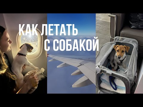 Видео: Как летать с собакой