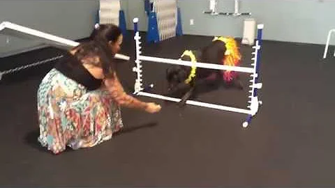 Doggie Limbo at the Zoom Room Hollywood