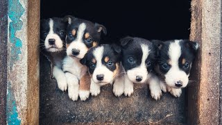 Cute Puppies!!