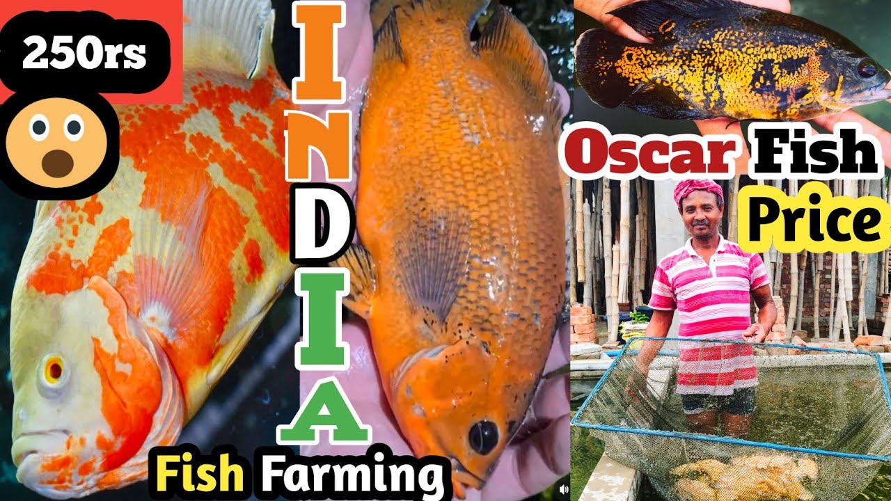 Breeding pair Big oscar fish 250 rs | Aquarium Fish Price | Fishing | Kolkata fish market