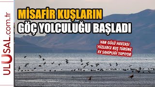 Van Gölü havzasında misafir kuşların göç yolculuğu başladı