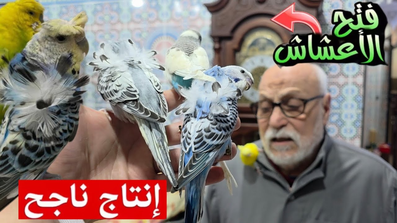 فتح الأعشاش 🪺 بيع طفرات بادجي هوكو 🔥 | زيارة مولوع بن عبد الله فرجة ممتعة#birds 