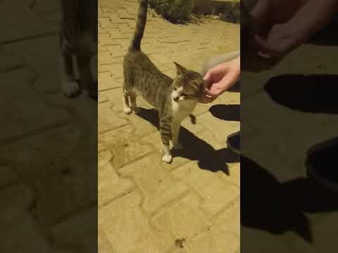 Hayvan Sevgisi #3 #cats