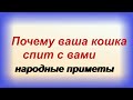 Почему кошки любят спать на человеке