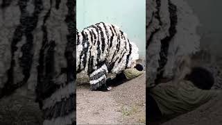 Teror macan putih meresahkan warga