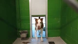 Buddy 7Y Pet Id 950478 Kennel 5B Hssaz Shelter Were Just Getting 2 Know&Trust Each Other20260109277