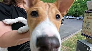 Dunwoody has 2 new Microchip Scanning Stations for lost pets