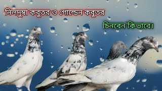 গোল্ডেন কবুতর ও নিলদুম্বা কবুতরের ভিতর পার্থক্য কি?Golden pigeon vs Nildumma pigeon.