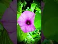 Morning glory (Ipomoea genus)