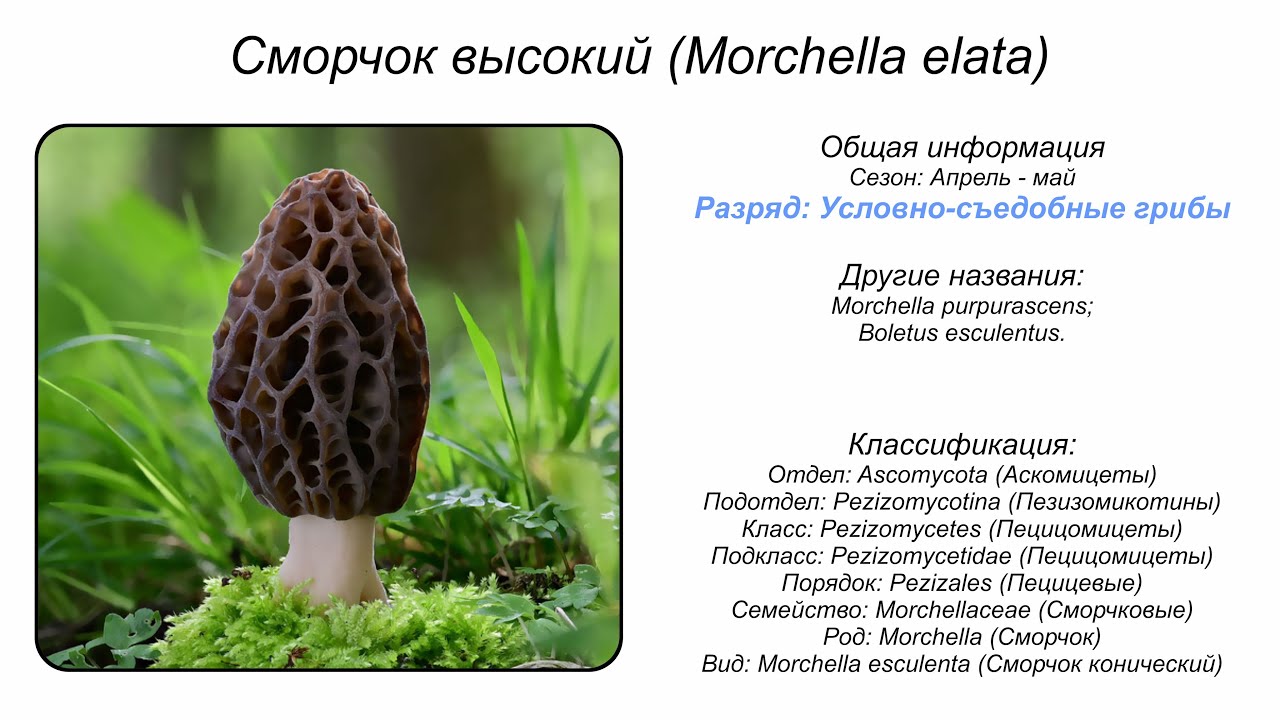 Сморчок высокий (Morchella elata)