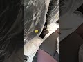 Maruti Suzuki Fronx Install Go Mechanic Android System &amp; Bowstrick Speaker #gomechanic #shorts
