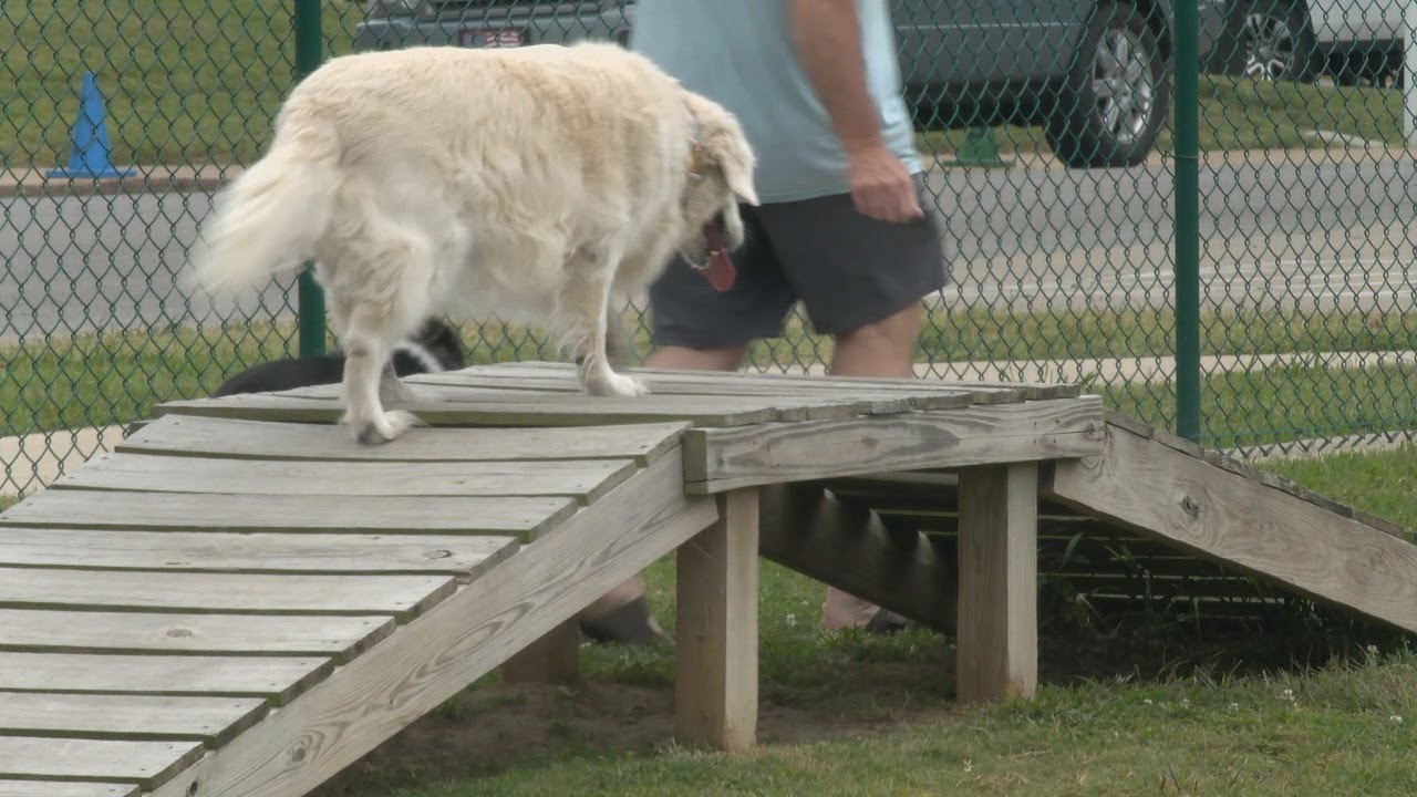 Jonesboro announces finalists for new dog park name YouTube