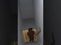 Too Tired to Escape｜逃げ疲れた夜#shorts #horror #cctv #foundfootage #creepy #night #chase#ホラー#地下室#escape