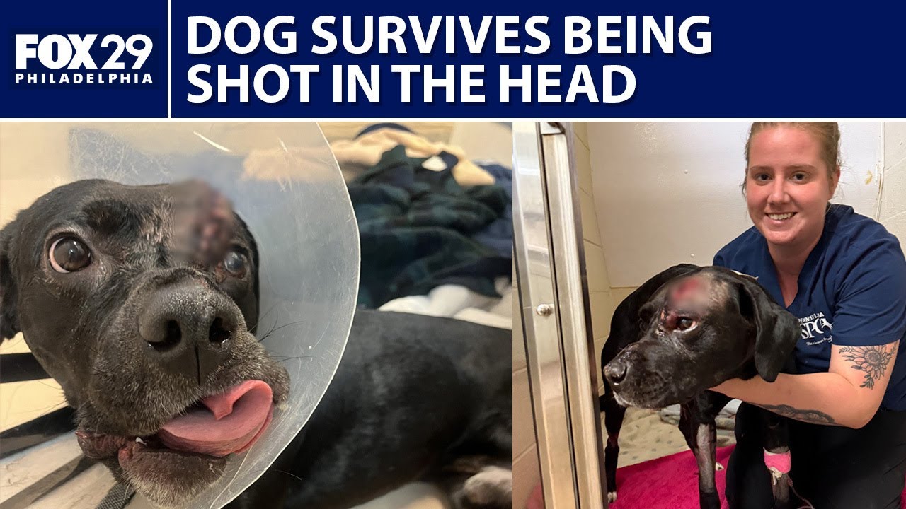 Dog survives after being found shot in the head in Philadelphia - YouTube