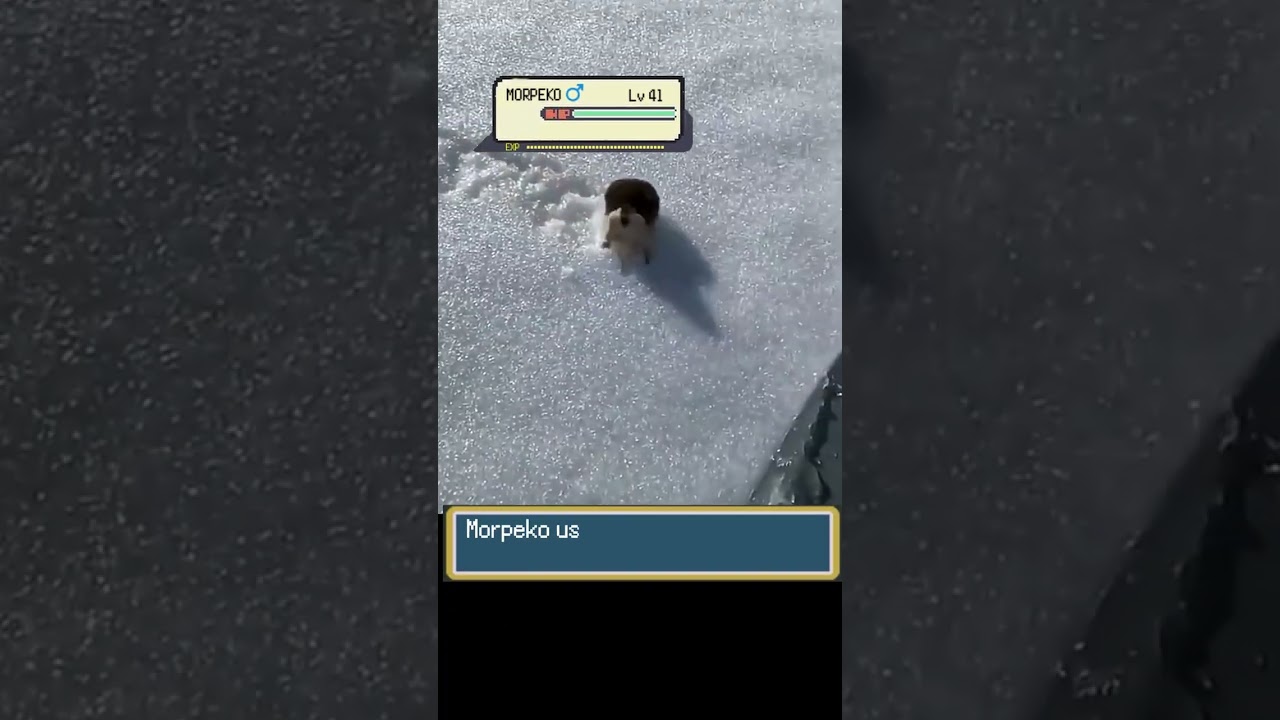 POV: Angry Pokemon MORPEKO Tried to Attack you in Wild 