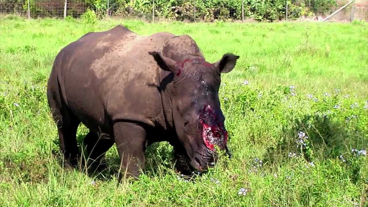 Kariega rhino poaching 2012