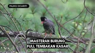 Masteran Burung Full Tembakan dan Besetan Kasar #masteranburung #kicaumania