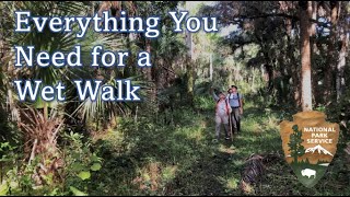 Everything You Need for a Wet Walk  Big Cypress National Preserve