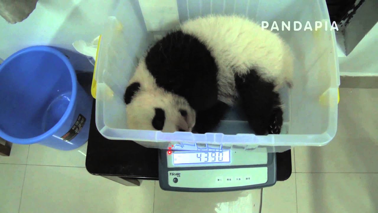 2014 Baby Panda- Shuang Hao
