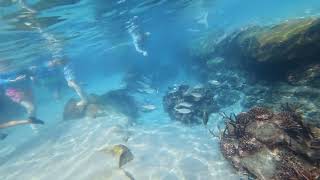Grand Reef at Discovery Cove Orlando