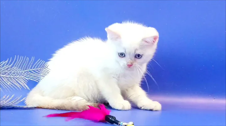 Watch the video about British Blue-eyed Kitten Golden Color Point Named Alf