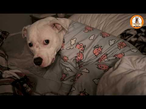 No One Wanted This Free Shelter Dog…Until the Truth Came Out at Home