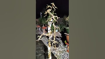 bonsai nghệ thuật Dáng văn nhân