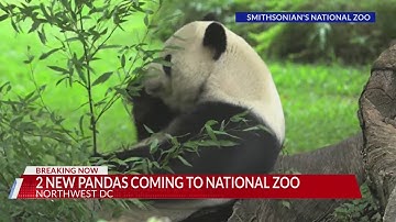 2 new pandas coming to National Zoo