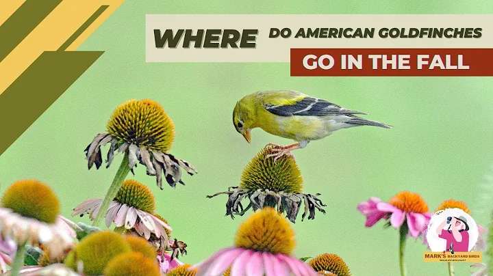 American Goldfinch Fall Pattern (Updated)