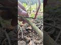 Learn Mini Saw Proper Use