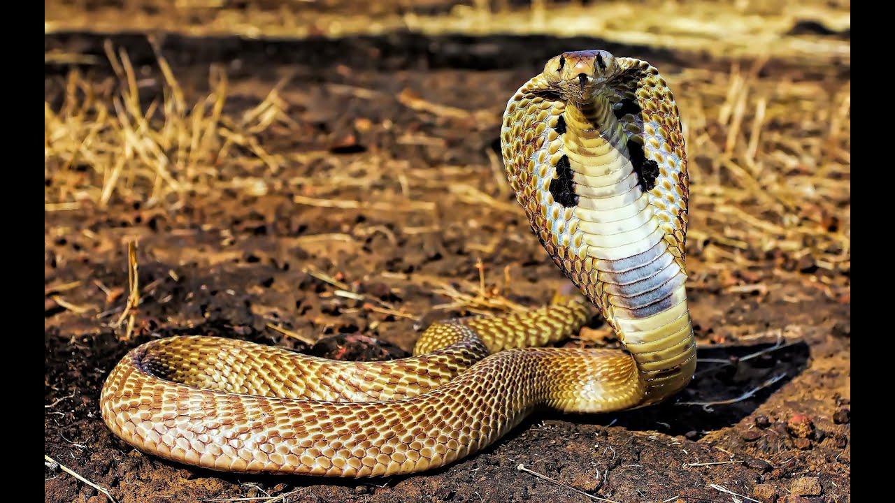 king cobra - YouTube