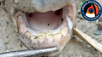 ¿Qué pez no tiene dientes?
