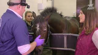 Teeth Care in Horses