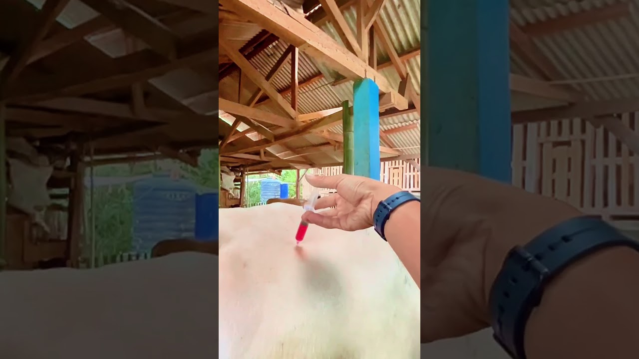 Vitamin injections for Belgian Blue cattle to maintain body stamina 