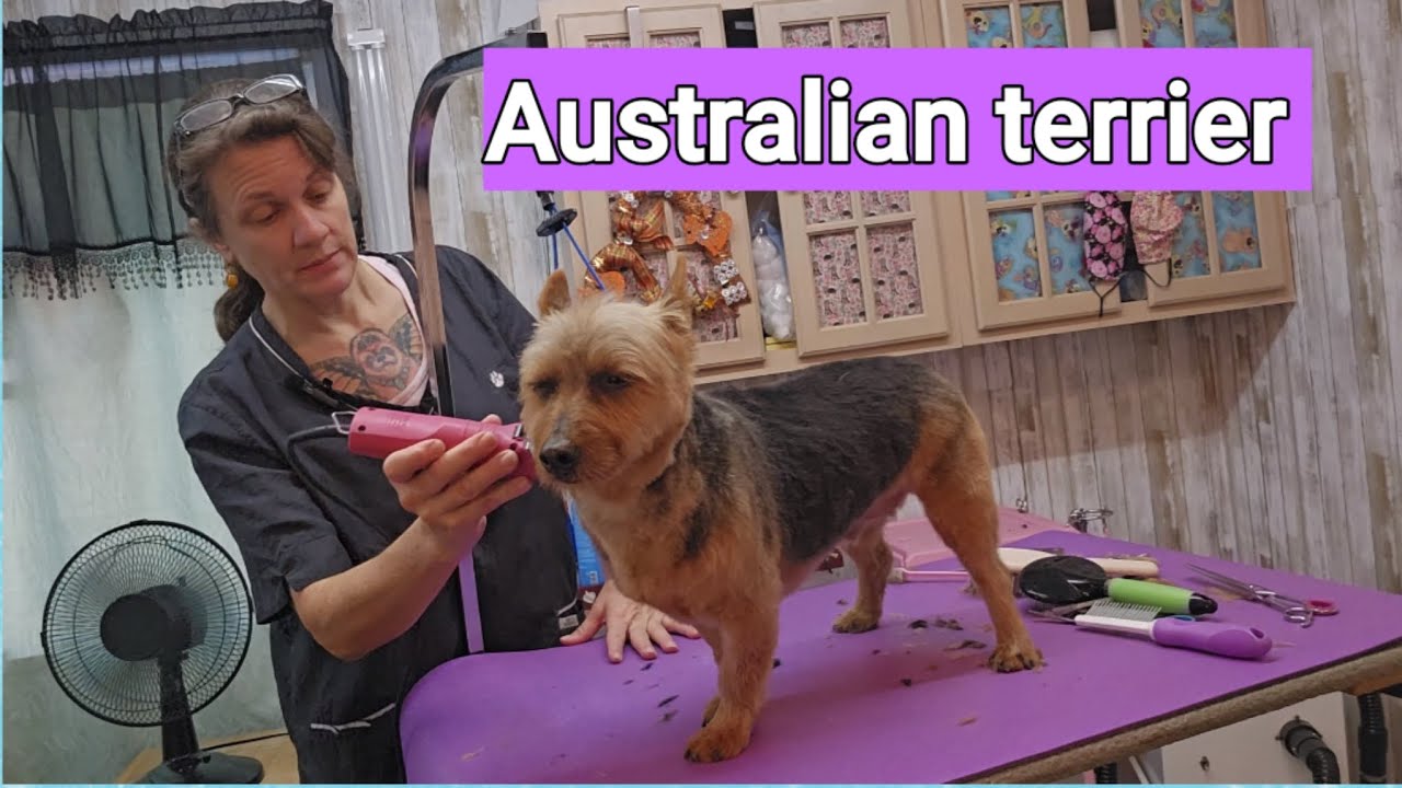 Grooming a Australian terrier & a handmade bow.